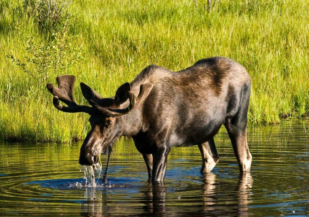 MOOSE BULL GLOSSY POSTER PICTURE PHOTO PRINT elk deer antlers cow canada 4847