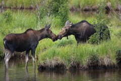 Two Moose Checking In Rocky Mountains Colorado Photo Art Print Poster 18×12