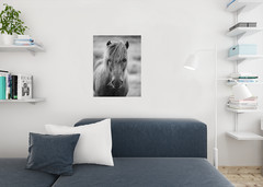 Portrait of Icelandic Pony Horse in Black and White Photo Poster 24×36
