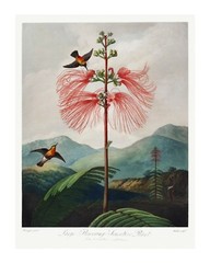12286.Decoration POSTER.Room interior wall art decor.Red flowers plant painting