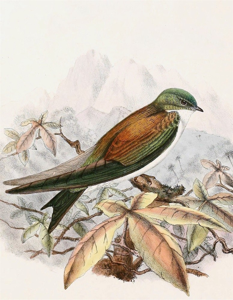 EXTINCT GOLDEN SWALLOW BIRD GLOSSY POSTER PICTURE PHOTO PRINT BANNER 10150