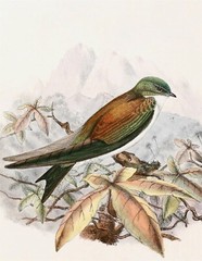 EXTINCT GOLDEN SWALLOW BIRD GLOSSY POSTER PICTURE PHOTO PRINT BANNER 10150