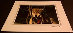 Wolf Stare 2 Animal Photo Print 8×10 New Matted Wall Art HQ Gift Sealed Flower