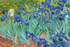 Vincent Van Gogh Irises 1890 Flowers Cool Wall Decor Art Print Poster 36×24