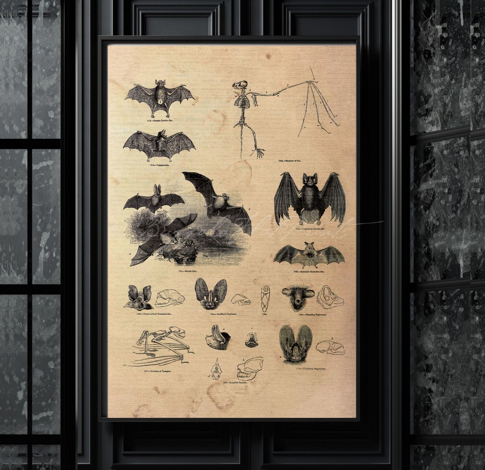 POSTER PRINT Assorted Spooky Bats Bat Skeleton Bat Anatomy Halloween Decor II
